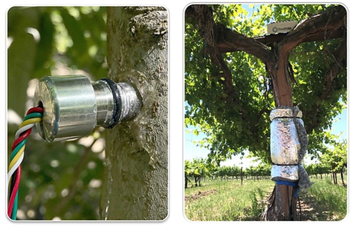 原位莖桿水勢測量儀 原位莖桿水勢測量儀